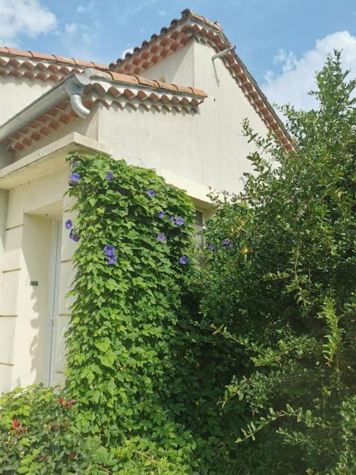 Maison Avec Piscine Dans Village Provencal. Courthézon Zewnętrze zdjęcie